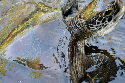 Zanzibar: Jozani forest and Salaam Cave Swim with turtles