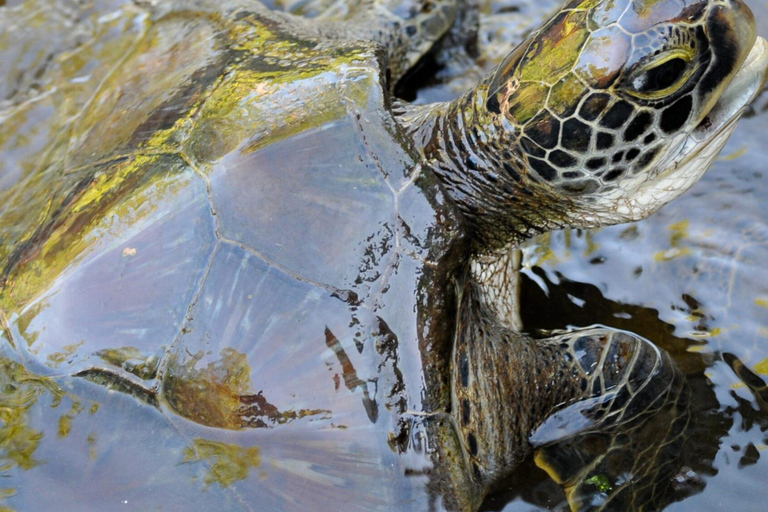 Zanzibar: Jozani forest and Salaam Cave Swim with turtles
