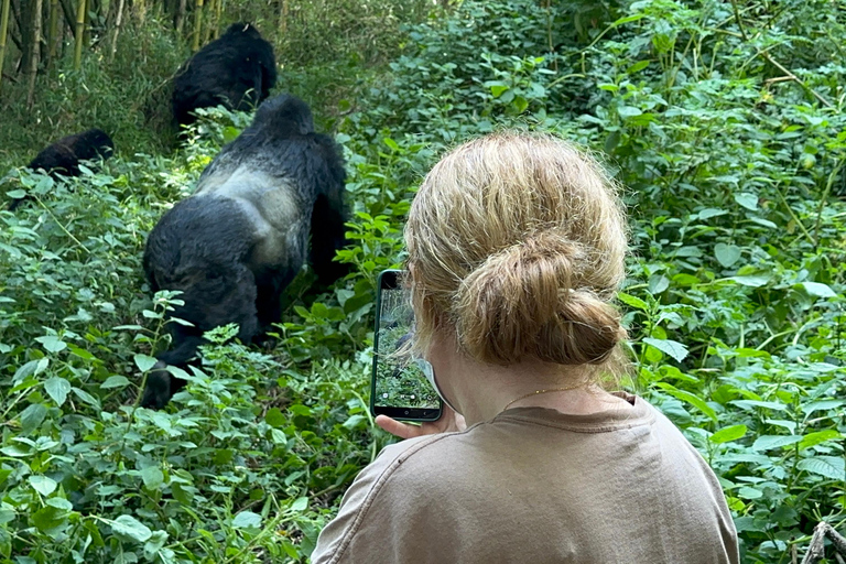 3-daagse gorillatrektocht Mgahinga Gorilla NP Oeganda via Rwanda