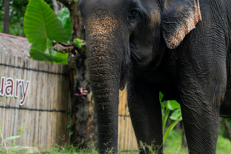 Khao Lak Ethical Elephant Sanctuary Visit & River Tubing Khaolak: Elephant Sanctuary Visit & River Tubing Tour