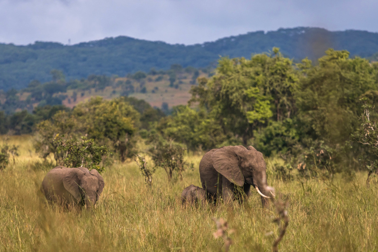 Från Zanzibar: Mikumi Safari med tvåmotorigt flygplan + lunchMikumi Safari – utan transfer