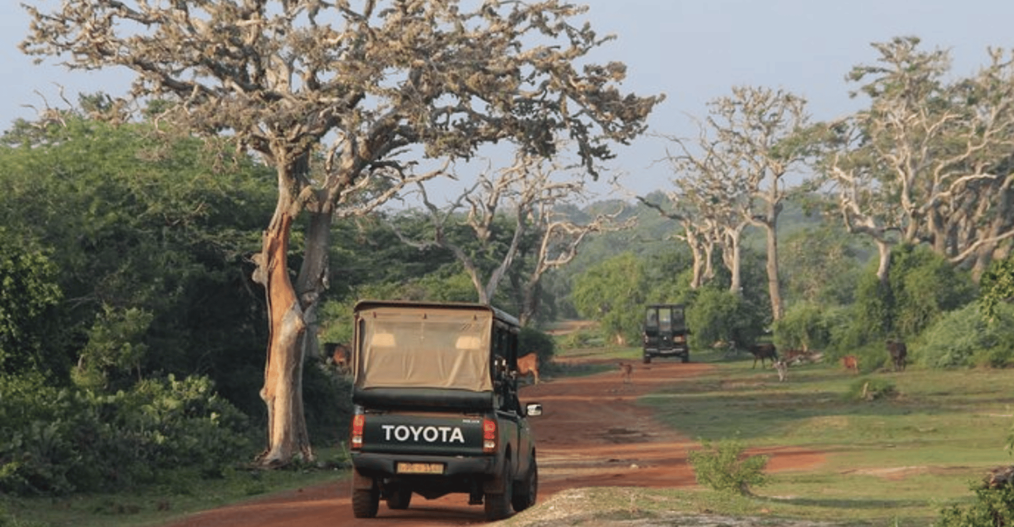 "Bundala National Park Sunrise Wildlife Expedition" - Hizvo
