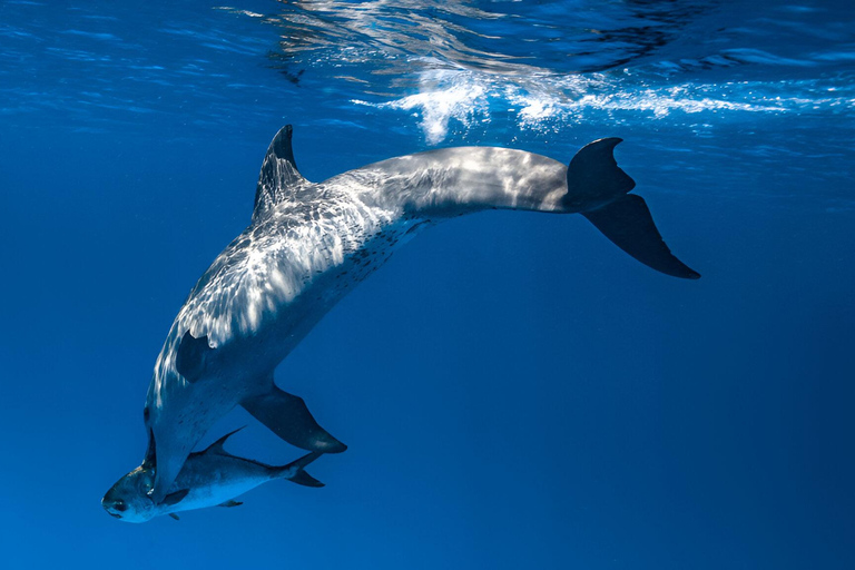 Zanzíbar: Excursión con delfines, snorkel y banco de arena