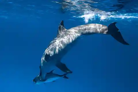 Mnemba: NATACIÓN CON DELFINES Y ESNORQUELISMO, Excursión al banco de arena con almuerzo