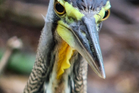 Puerto Jiménez, Safari a Carate observación de vida salvaje en 4*4