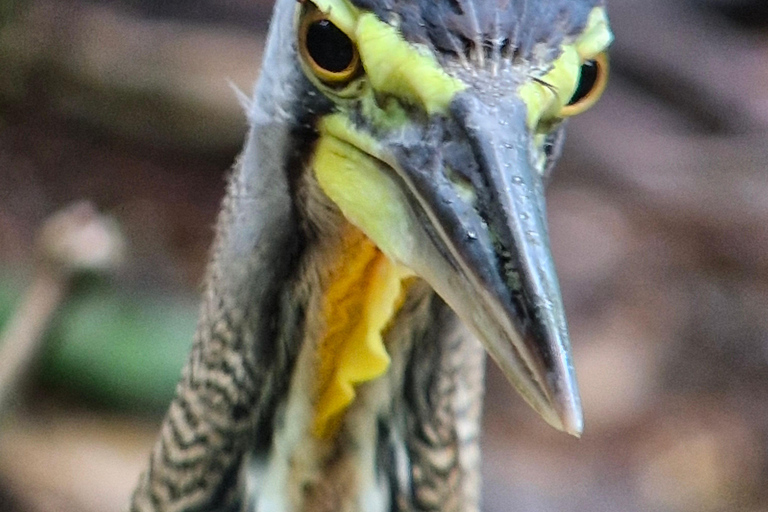 Puerto Jiménez, Safari a Carate observación de vida salvaje en 4*4