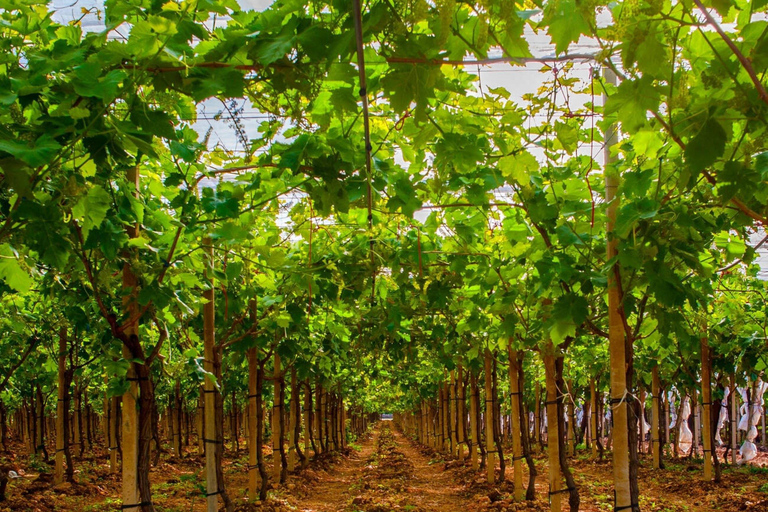 Apulien: Geführte Tour durch die Weinberge mit Weinverkostung