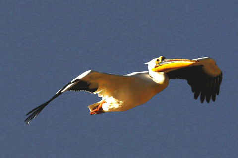Pelican Point: Bird- & Seal-Watching Tour