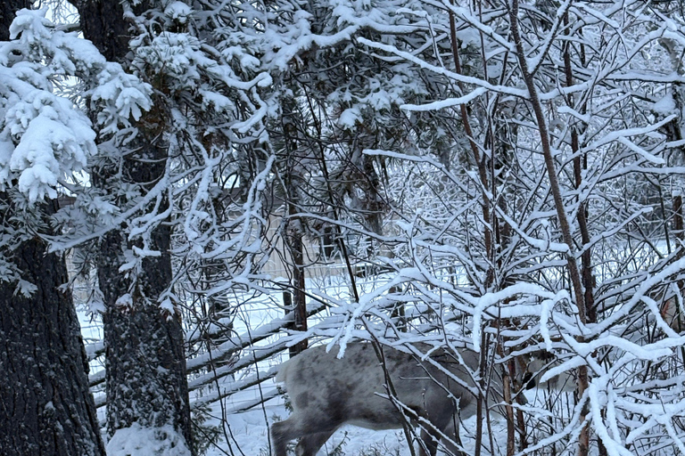 Levi: Meet & Feed Reindeer – Authentic Lapland Experience
