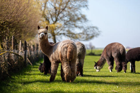 Zeeland: Alpaca Farm Visit with Alpacagolf & Meet and Feed
