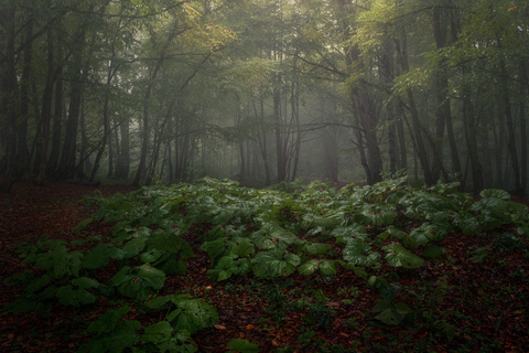 Tbilisi: Mtskheta and Sabaduri Forest Private Day Trip
