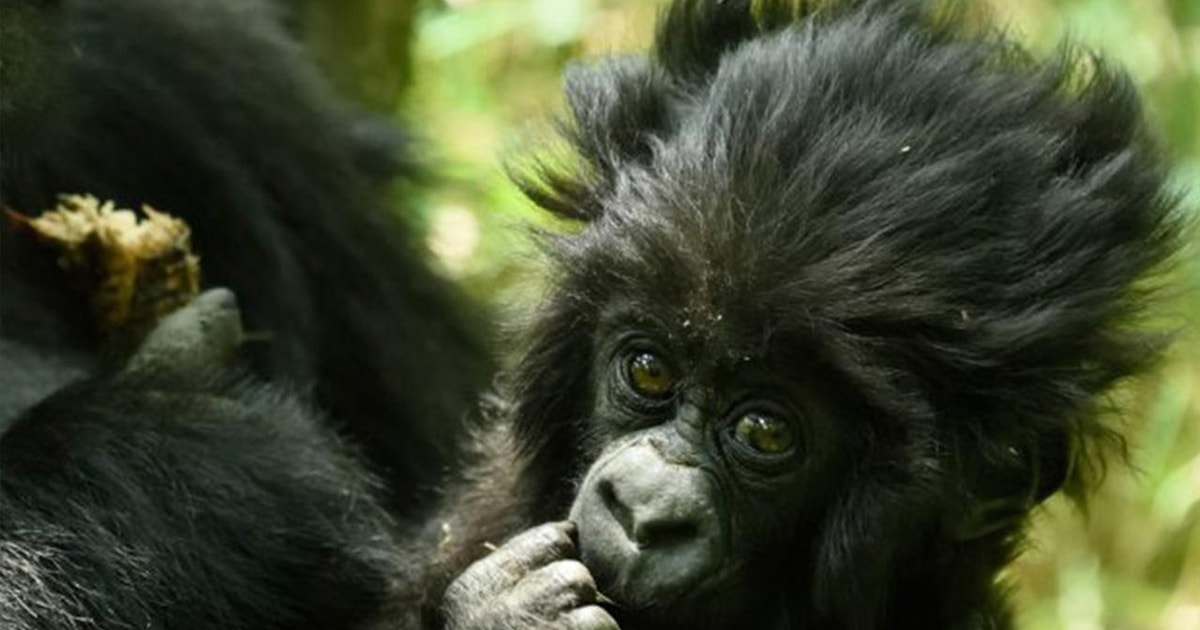 Ruanda 2 Tage Gorilla Trekking Safari Und Kigali Stadtrundfahrt