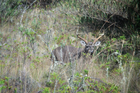 Private sight Tour Chingaza Paramo from Bogota, Andean BearPrivate sighting Tour in Chingaza Paramo, Andean Bear