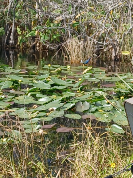 Miami: Eco tour delle Everglades con trasporto di lusso