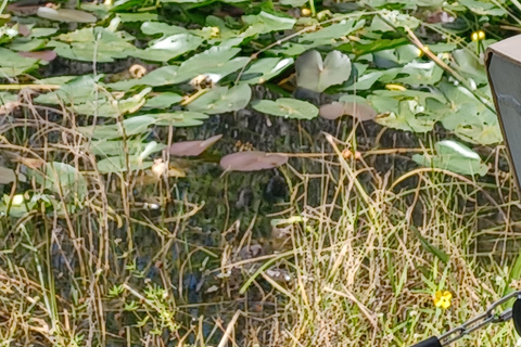 Wycieczka Everglades Eco z prywatnym luksusowym transportem