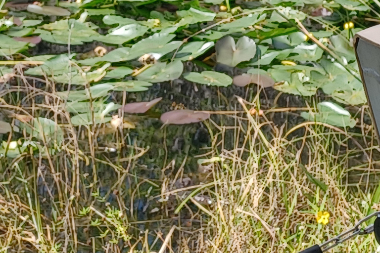 Everglades airboat tour with private transportation