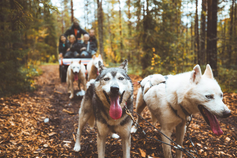 Rovaniemi: Autumn Husky Ride on Wheels