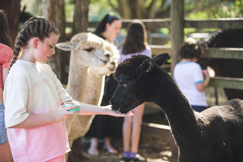 Morning with Horses, Alpacas, Turtles & Breakfast