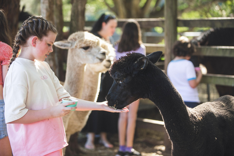 Morning with Horses, Alpacas, Turtles & Breakfast
