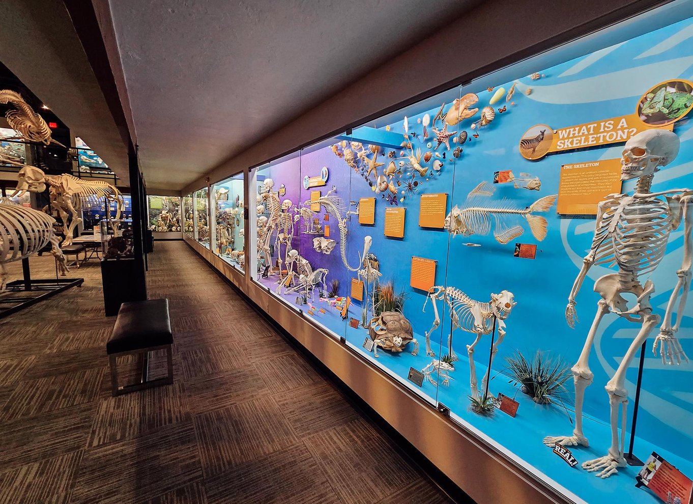 Oklahoma City: SKELETONS: Billet til Museum of Osteology