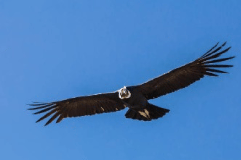 Aventure d&#039;observation du condor : Circuit au départ de Quito