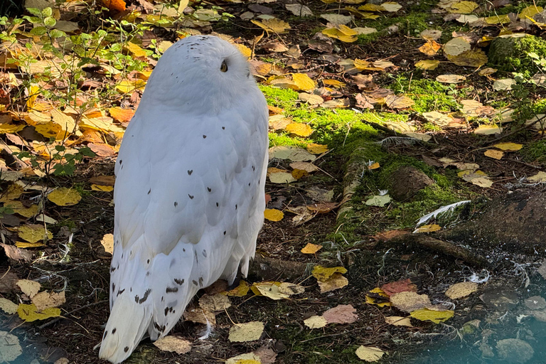 Rovaniemi: Ranua’s Wildlife Park Ticket with Transportation