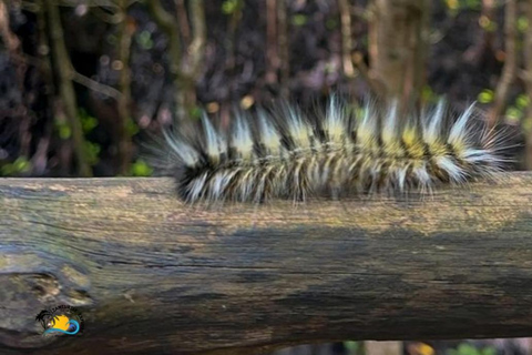 Zanzibar : visite guidée du parc national de la forêt de Jozani