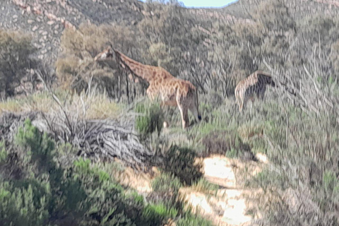 Safari al atardecer en la Reserva de Caza de Aquila con transporte privado