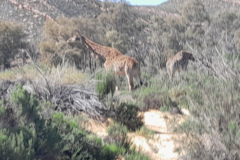 Safari ao pôr do sol na Aquila Game Reserve com transporte privado