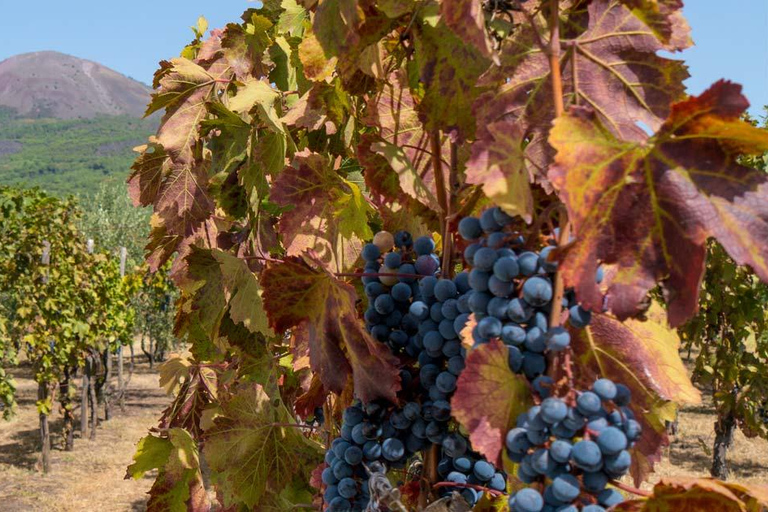 Naples: Pompeii, Mt.Vesuvius and Wine Tasting: – Deluxe Tour VIP Small Group Tour - Up to 8 pax - For Cruise Passengers
