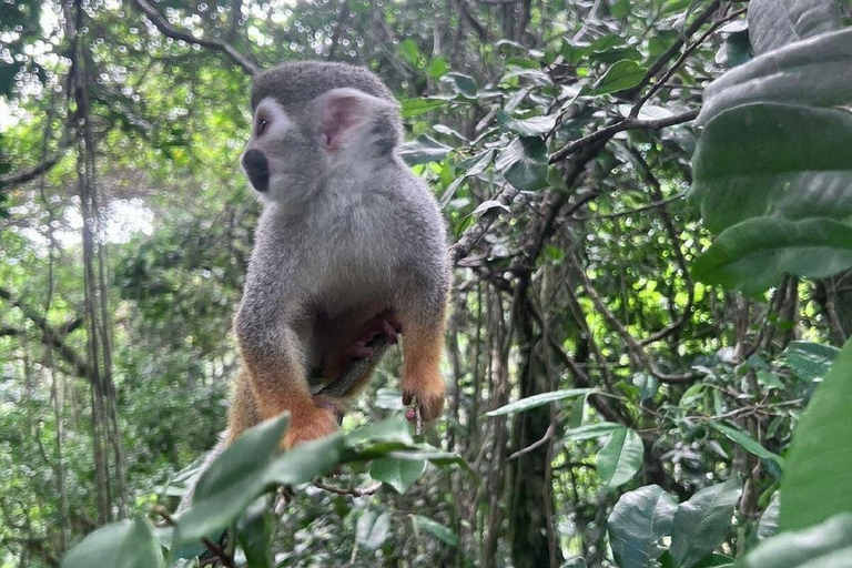 Puerto Plata: Monkeys, City Tour & Local Tastings