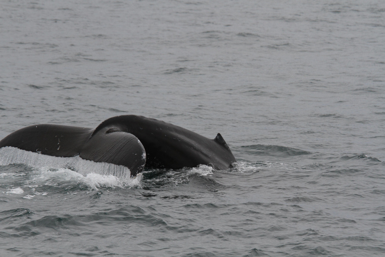 San Diego Bay: Year-round Whale Watching and Dolphin Tour