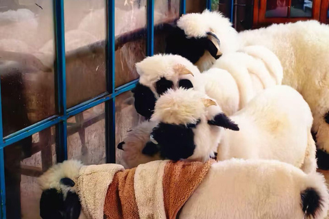 Jeju: Shaun Sheep Farm, Camellia Hill & Aewol Coast Tour