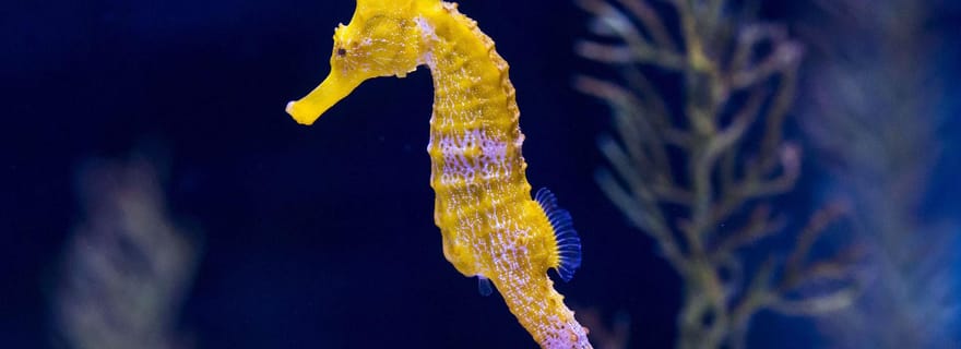 Tenerife : Gran Canaria : visite d'une jounée guidée avec aquarium