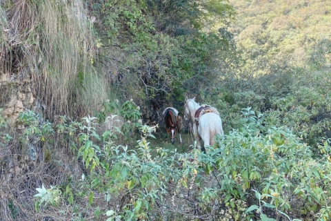 Yungas : paardrijden in de jungle + picknick