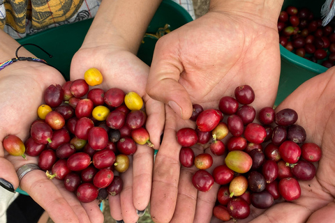 From Medellín: Half Day Private Coffee Tour