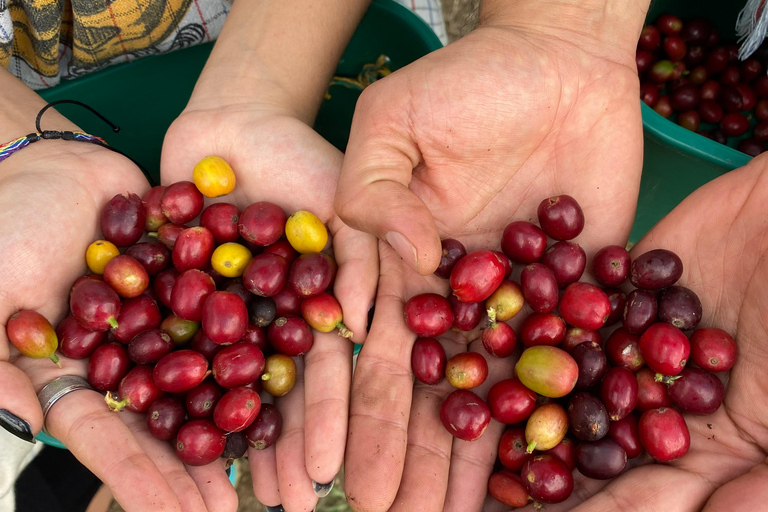 From Medellín: Half Day Private Coffee Tour