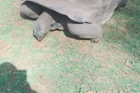 Mombasa: Private City Tour with street food and Haller Park