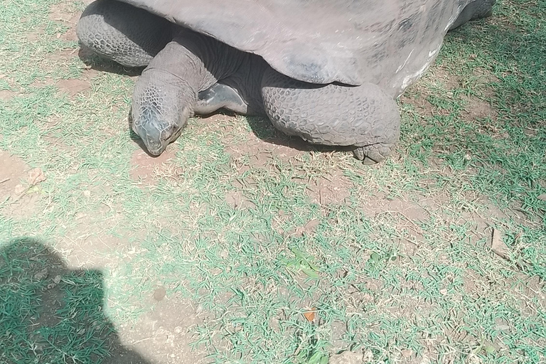 Mombasa: Private City Tour with street food and Haller Park