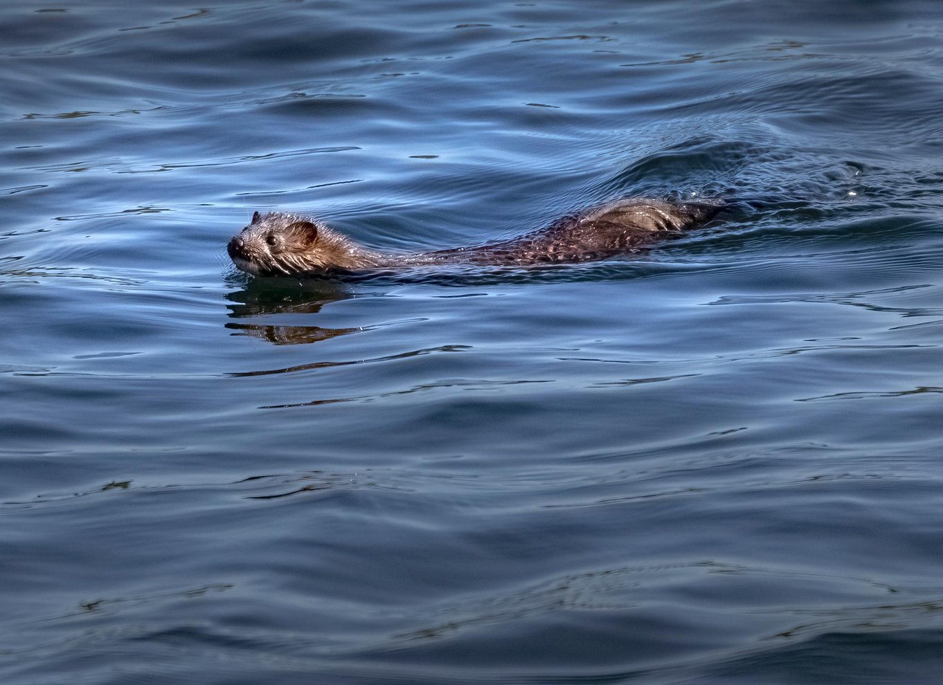 Lunenburg: Zodiac-tur med dyreliv og naturguide