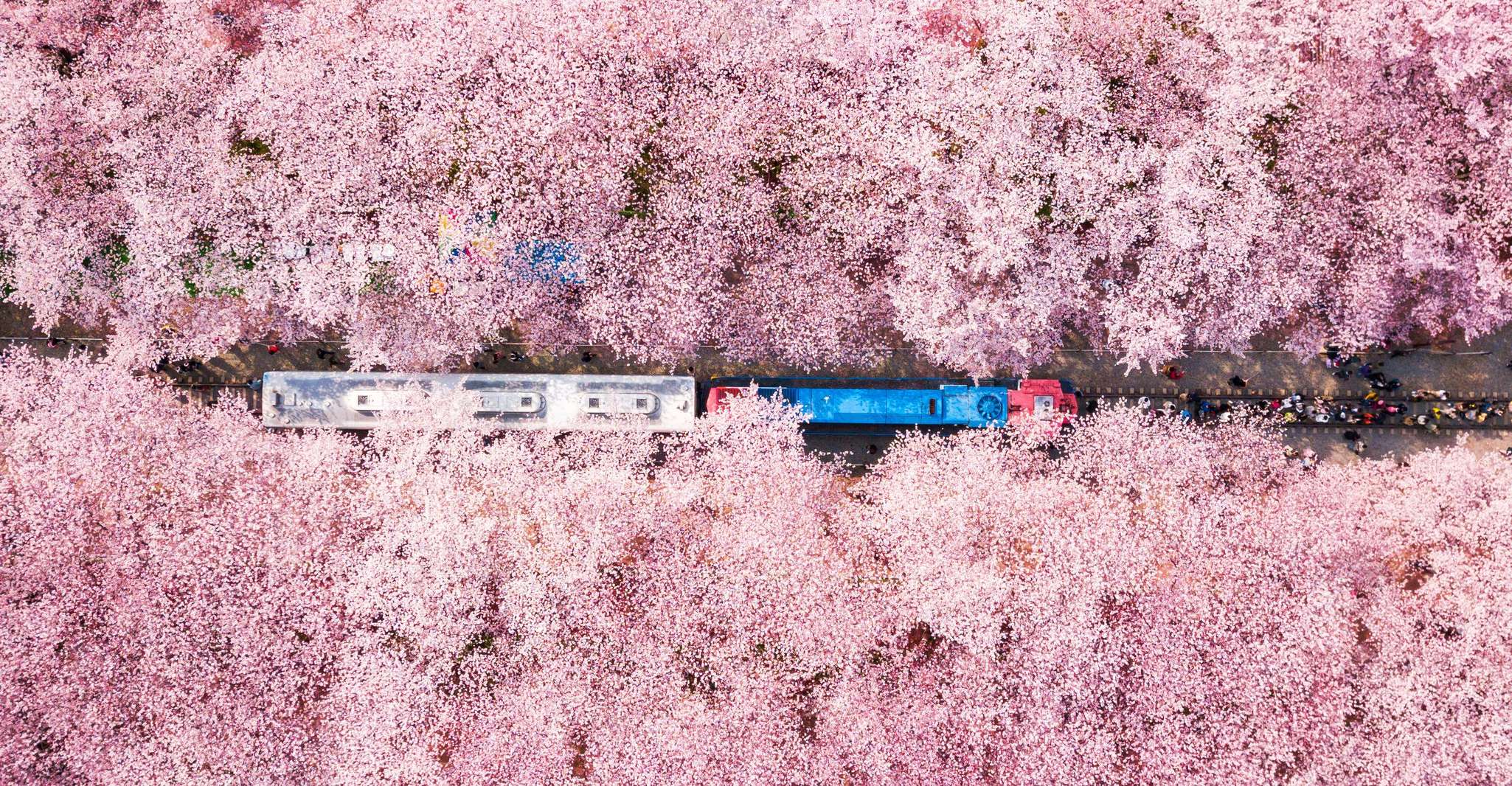 Seoul: Jinhae Cherry Blossom or Random Spring Flowers Tour