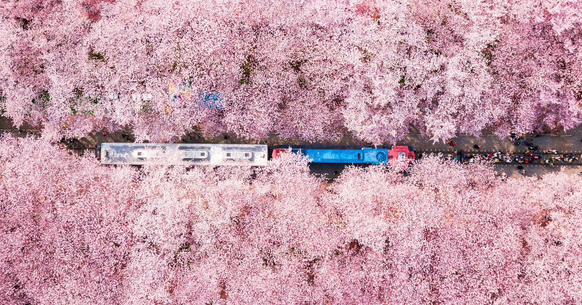 ソウル鎮海または桜と春の花ツアー | GetYourGuide