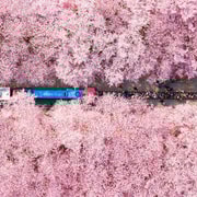 Seoul: Jinhae Kirschblüte oder zufällige Frühlingsblumentour