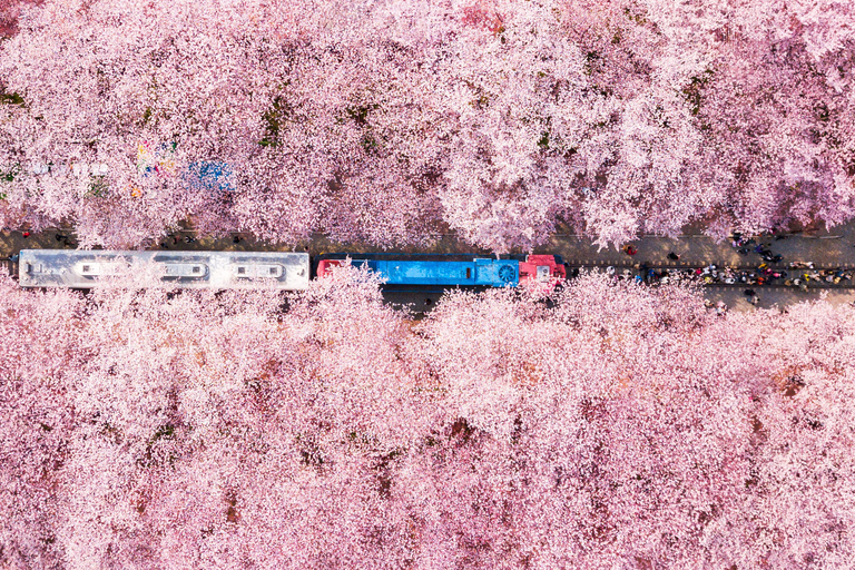 Seoul: Jinhae or Chasing Cherry Blossom &amp; Spring Flower TourChasing Cherry Blossom Tour, Meet at Hongik University St