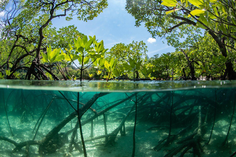 Cairns: Biglietto di ingresso per Koala e Creature