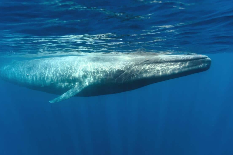 Depuis Galle : Observation des baleines le matin à Mirissa