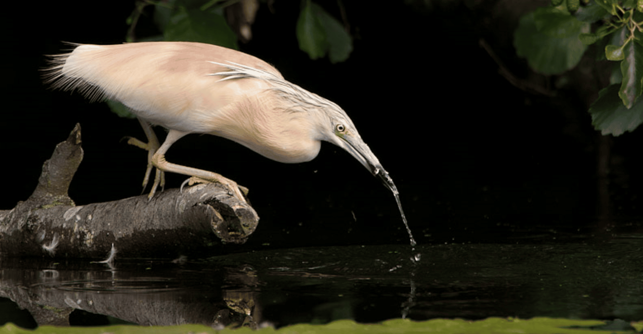 Valada Do Ribatejo、Tagus River Birdwatching Experience - Housity