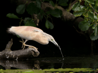 Valada Do Ribatejo, Tagus River Birdwatching Experience - Housity