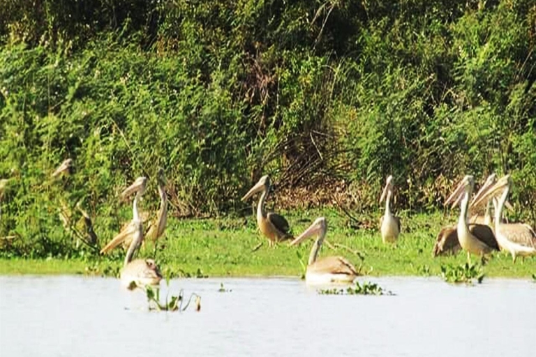 Boeng Peariang Bird Sanctuary in Siem Reap Boeng Peariang Bird