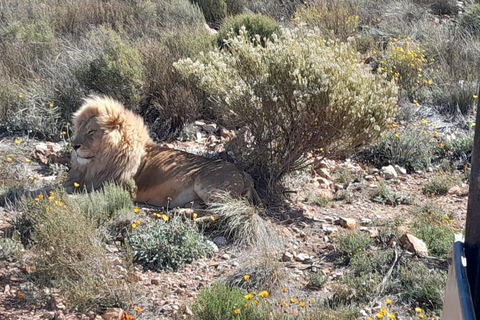 Cape Town: Cruise Passengers sunset Safari & Wine Tour